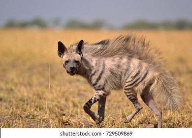 Indian Striped Hyena