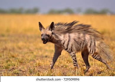 Indian Striped Hyena