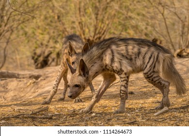 Indian Striped Hyena habitat shot taken at Little Rann of Kutch in India. It was evening time and the Hyenas came out from the den in search of food
