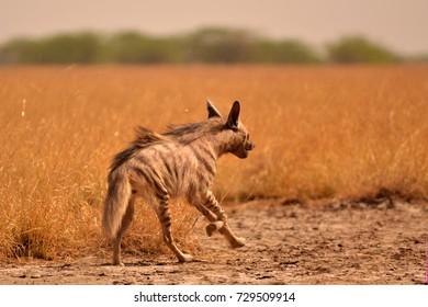 Indian Striped Hyena Running