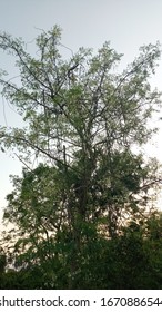 indian subcontinent moringa tree very blossom 