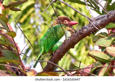 Indian Subcontinent, Where It Inhabits Tropical And Subtropical Moist Broadleaf Forests. It Is Widespread From The Terai In Both Nepal And India To Sri Lanka, And Listed As Least Concern On The IUCN R