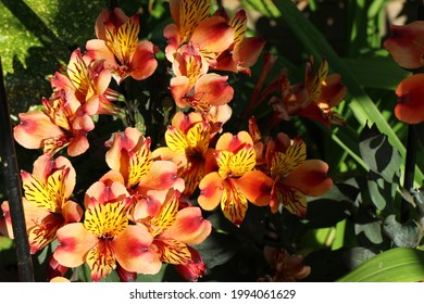 Indian Summer Alstroemeria In Garden