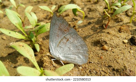 Indian Sunbeam Butterfly Side View