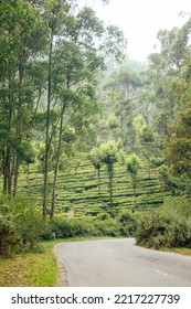 Indian Tea Plantations And Leafs In India Kerala Munnar