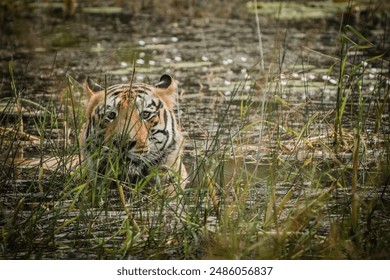 Indian Tiger in a jungle - Powered by Shutterstock