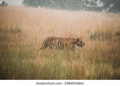 Indian Tiger in a jungle - Powered by Shutterstock