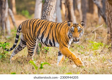 Indian Tiger From Kabini National Reserve Karnataka