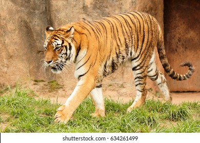 A Indian Tiger Walking 