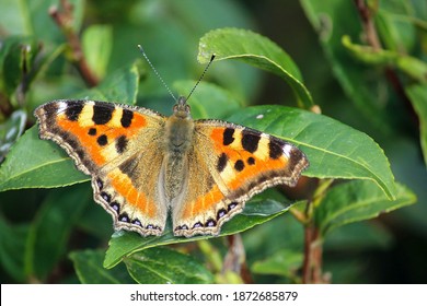 15 Butterflies darjeeling Images, Stock Photos & Vectors | Shutterstock