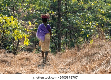 Indian tribal woman dressed in colourful attire collecting carrying woods in a dense forest
