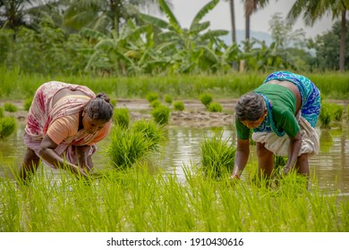 236 Andhra farmer Images, Stock Photos & Vectors | Shutterstock