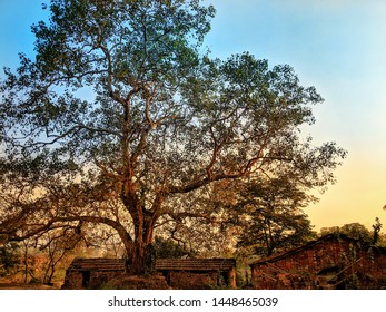 Indian Village Early Morning West Bengal Royalty Free Stock Image