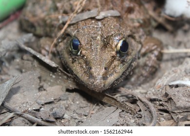 1,475 Village Frog Images, Stock Photos & Vectors | Shutterstock