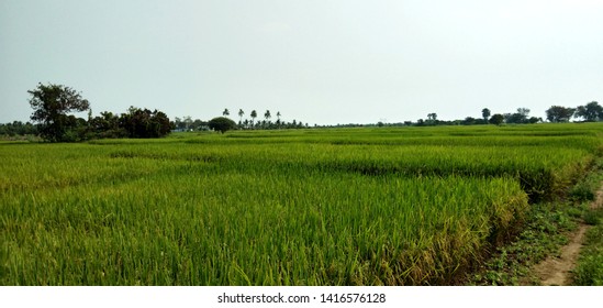 Indian Village Green Rice Crops View Stock Photo 1416576128 | Shutterstock