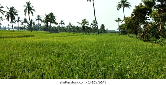 Indian Village Green Rice Crops View Stock Photo 1416576143 | Shutterstock