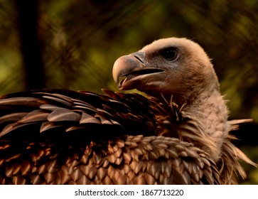 Indian Vulture Brown Bird Eye Head