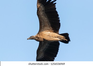 Indian Vulture (Gyps Indicus)