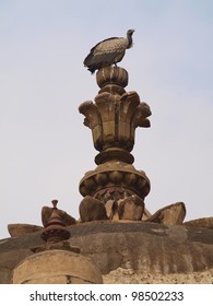 Indian Vulture Gyps Indicus In Jahangir Mahal. Orchha. India