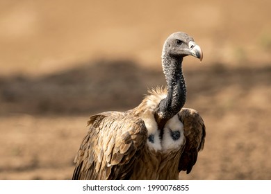 Indian vulture or long billed vulture or Gyps indicus close up or portrait at Ranthambore National Park or Tiger Reserve Rajasthan india