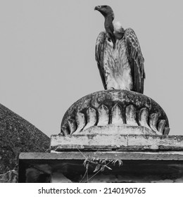 Indian Vulture or long billed vulture or Gyps indicus close up or portrait at Royal Cenotaphs (Chhatris) of Orchha, Madhya Pradesh, India, Orchha the lost city of India Black and White