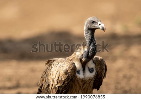 Indian vulture or long billed vulture or Gyps indicus close up or portrait at Ranthambore National Park or Tiger Reserve Rajasthan india