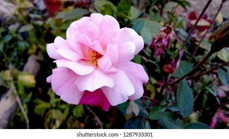 Indian Wedding White Shadows Rose Flower Plant - Shutterstock ID 1287933301