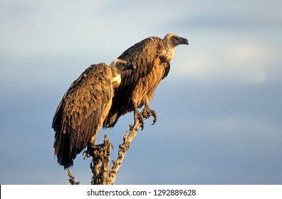 Indian White Backed Vulture