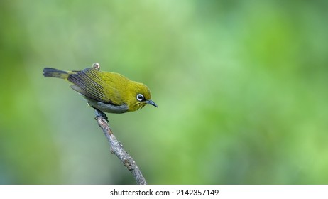 Indian White Eye Bird Munnar Stock Photo 2142357149 | Shutterstock