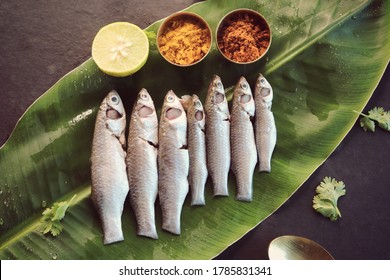 Indian White Mullet Fish Boi Fish Stock Photo 1785831341 | Shutterstock