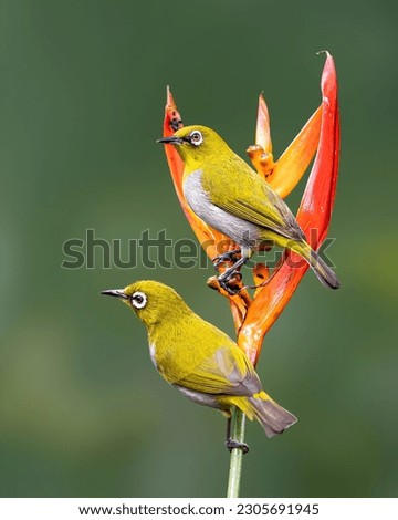 Indian white-eye Bird.The Indian white-eye, formerly the Oriental white-eye, is a small passerine bird in the white-eye family. It is a resident breeder in open woodland on the Indian subcontinent.