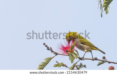 Indian white-eye or Oriental White-eye (Zosterops palpebrosus) bird collecting the flower juice for feeding.