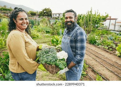 Indian wife and her husband picking up organic vegetables from garden outdoor - Asian family having fun cultivating healthy food - Vegetarian and family concept - Focus on man face