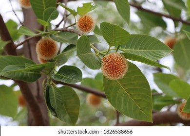 Indian Wild Cinchona. Cinchona Tree