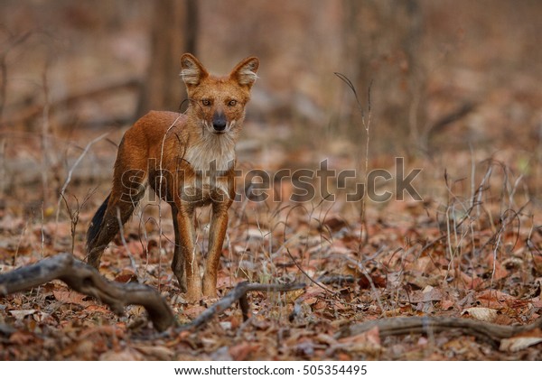 Indian wild dog pose in the nature\
habitat, very rare animal, dhoul, dhole, red wolf, red devil,\
indian wildlife, dog family, nature beauty, cuon\
alpinus