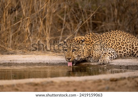 Indian wild large adult huge male leopard or panther or panthera pardus quenching thirst or drinking water from waterhole with eye contact tongue out in safari at jhalana forest reserve jaipur india Foto stock © 