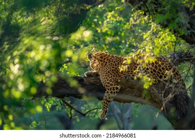 Indian Wild Male Leopard Or Panther On Tree In Natural Monsoon Green Background During Outdoor Jungle Safari At Forest Of Central India Asia - Panthera Pardus Fusca