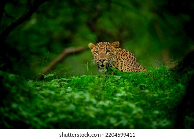 Indian Wild Male Leopard Or Panther Face Closeup Or Portrait In Natural Monsoon Green During Outdoor Jungle Safari At Forest Of Central India Asia - Panthera Pardus Fusca