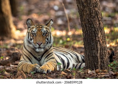 Indian wild royal bengal male tiger portrait or closeup in open during morning jungle safari or drive at bandhavgarh national park or tiger reserve madhya pradesh india - panthera tigris tigris - Powered by Shutterstock