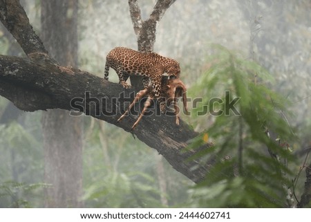 Indian wilderness: Indian leopard, Panthera pardus fusca carries its prey, spotted deer, along a slanting tree branch against the backdrop of the dense Kabini forest, Nagarahole Tiger Reserve, India.