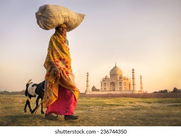 Indian Woman Carrying On Head And Goats Near The Taj Mahal. 