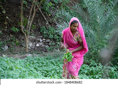 indian woman farmer works at agriculture field, harvests leafy green vegetable crop, skilled worker. copy space. 
