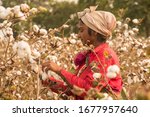 Indian woman harvesting cotton in a cotton field, Maharashtra, India.