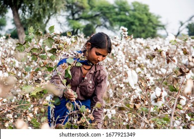 Indian Woman Harvesting Cotton In A Cotton Field, Maharashtra, India.