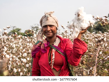 Indian Woman Harvesting Cotton In A Cotton Field, Maharashtra, India.