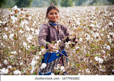 Indian Woman Harvesting Cotton In A Cotton Field, Maharashtra, India.