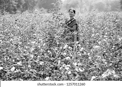 Indian Woman Working In A Cotton Field, Maharashtra, India.