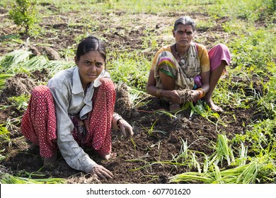 Indian Women Farmer Working In Onion Field, Maharashtra, India.