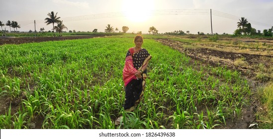 Indian Women Standing In Sugarcane Farm In Rural Area Wearing Ethnic Saree Against The Sunset