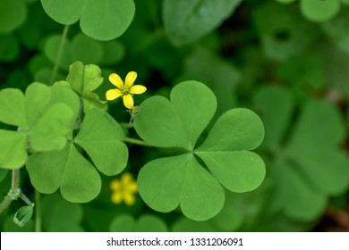 Indian Wood Sorrel.